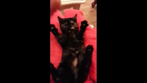 Tickling a kitten who can't open her mouth