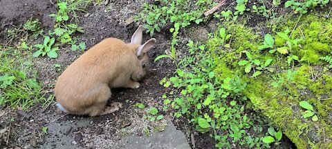 12 year old dwarf rabbit still likes to play