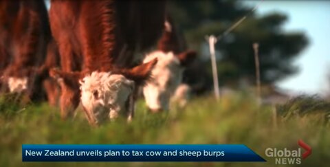 Climate Emergency | New Zealand Taxes Farmers for Methane Released by Sheep and Cows