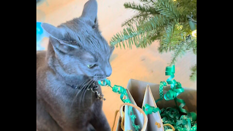 Cat Steals Ribbon From Christmas Gifts
