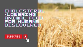 Cholesterol Lowering Animal Feed For Humans Discovered