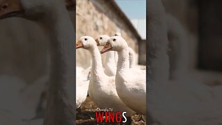 🐧 #WINGS - Farmyard Companions: A Flock of White Geese Roaming the Farm 🐦