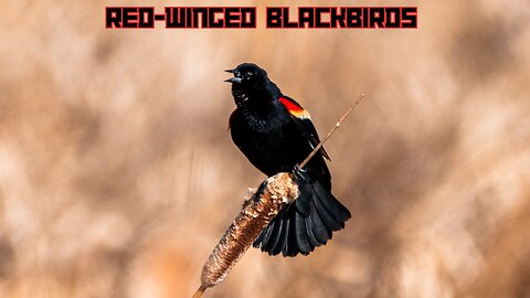 Red-Winged Blackbirds