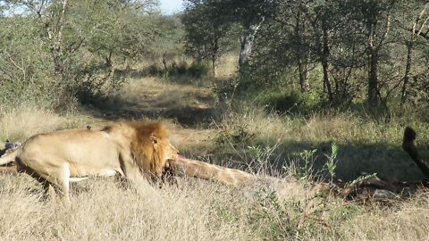 Big male lion shows sheer brute strength when dragging giraffe carcass through the bush by himself