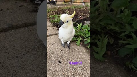 Is that a real live bird? #cutepets #parrot #cockatoo #birdsarentreal