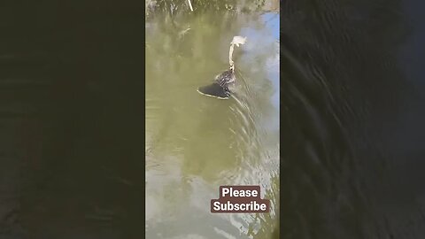 Anhinga with a fish #short #shorts at Gatorland Orlando Florida