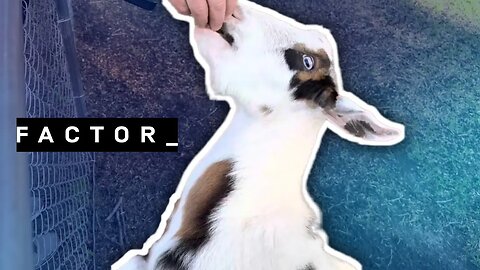 Feeding Goats the Lummy Way: Boost Their Health with Factor Nutrition