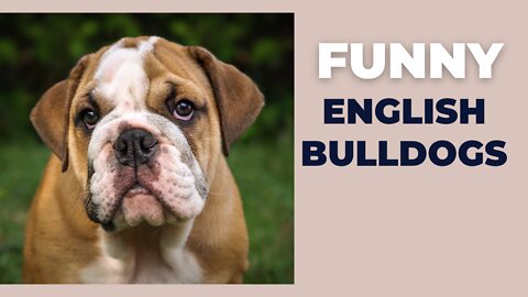 Funny English bulldogs