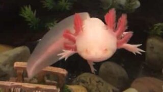 Uno straordinario axolotl albino