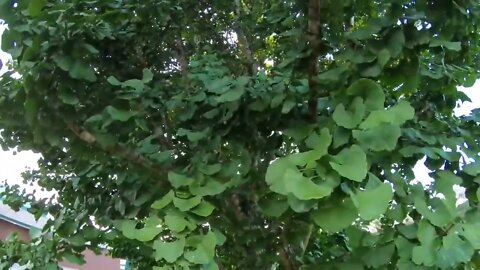 How to grow a Ginkgo tree from seed