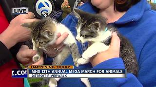 MHS Mega March For Animals