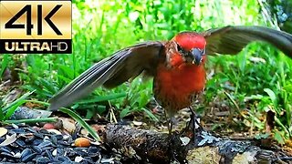 Male House Finch, Middle Tennessee ❣️