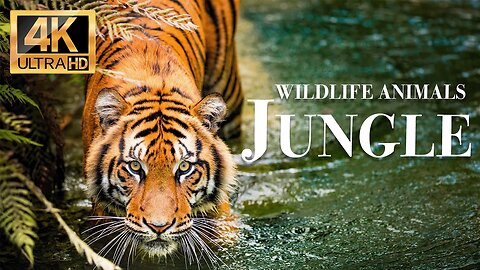 дикие животные джунглей 4k - Замечательный фильм о дикой природе с успокаивающей музыкой