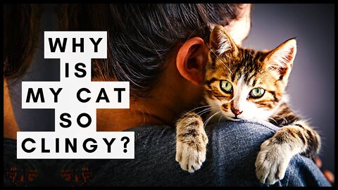 Why is My Cat so Clingy? A Guide to Overly Needy Cats