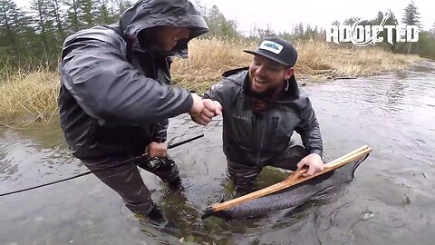 22 Pound Monster Chrome Winter Steelhead Hen Landed & Weighed