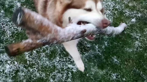 Avalanche loves his big stick and playing