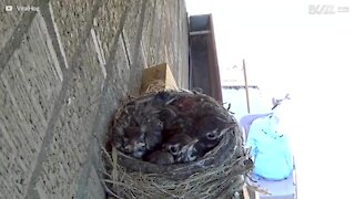 Falcão rouba dois passarinhos de ninho