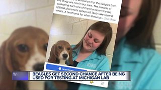 Beagles freed from pesticide testing arrive at Michigan Humane Society