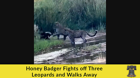 Honey Badger Fights off Three Leopards and Walks Away