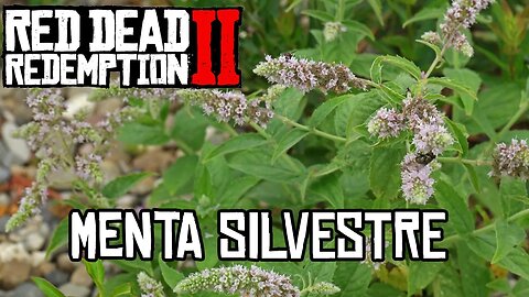 Localização da Menta Silvestre RDR 2