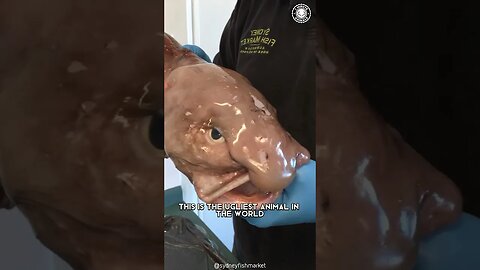 Blobfish 🐡 Are They The UGLIEST Animals?