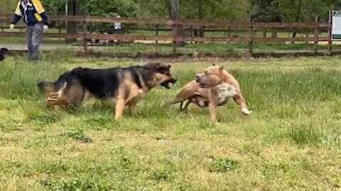 German Shepherd Attacks Pitbull - Dog Attack