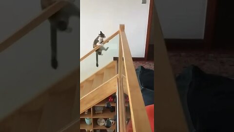 Funny cat Plays Peacefully on Stairs...Upside Down!".