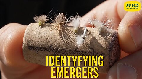 Identifying The Flies We Call "Emergers" - Fly Fishing Tips - RIO Products