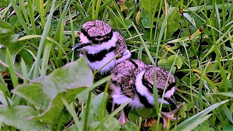 Newborn killdeer babies take their first adorably clumsy steps from the nest