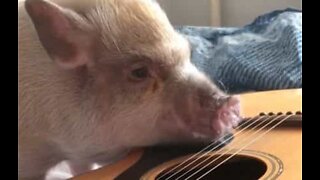 Russian pig tries to play the guitar