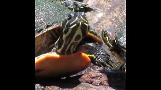 Turtles