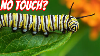 The Surprising Danger of The Monarch Caterpillar!