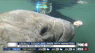 Swim and touch manatees in Crystal River