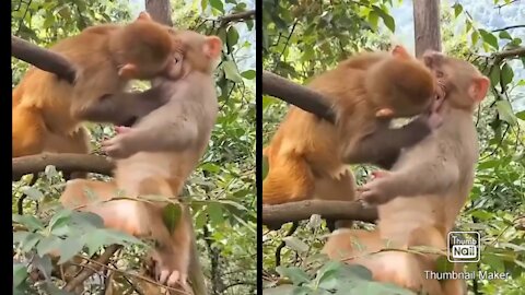 Cute monkey having a liplock kiss 💋