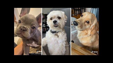 1 Hour of Funniest Dogs 😍 New Funny Dog Videos 🐾🐶