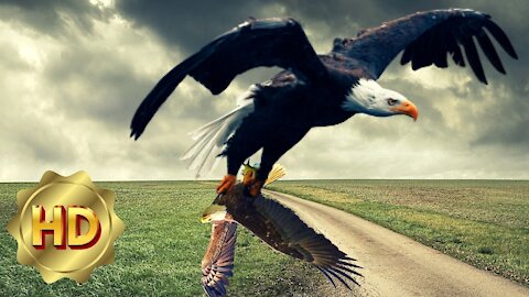 Eagle VS Eagle, Best Fight Of Two Eagles, Amazing Fight Video Of Eagle