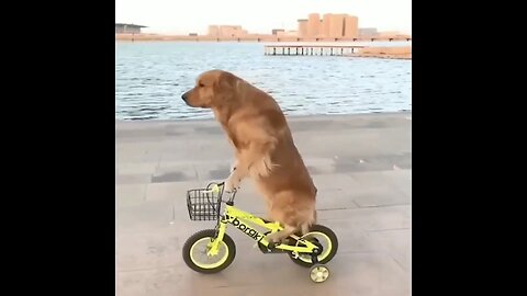 Cute dog bycycling in beech