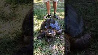 Man Lost an Arm to a Snapping Turtle 🐢 #fyp #pets
