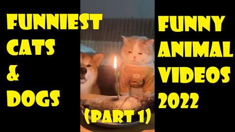 Funniest Cats And Dogs 😂 Funny Animal Videos 2022 Part 1