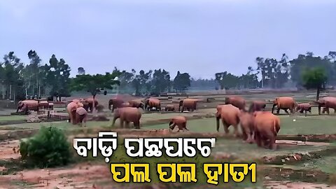 Elephants Spotted Nearby Bangriposi & Saraskana Block - Hati polo polo Hati - 2022