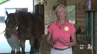 Talisman Therapeutic Riding trying to stay alive