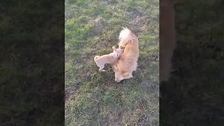 Miley and her friend Twix playing at the dog park #puppy #youtubeshorts #shorts