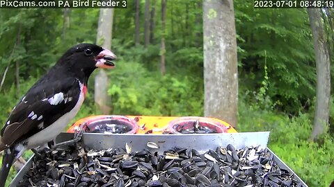 Immature male rose-breasted grosbeak close-up on PA Bird Feeder 3 7/1/2023