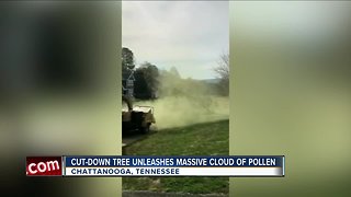 Caught on camera: cut-down tree unleashes pollen cloud