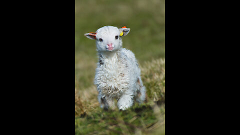 Baby Lamb (Sheep) Goes Baa - CUTEST Compilation