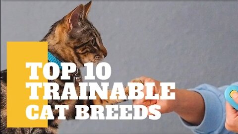 Top 10 trainable cats | cats | kitten life.