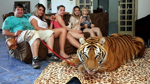This Brazilian Family Shares Their Home With Seven Pet Tigers