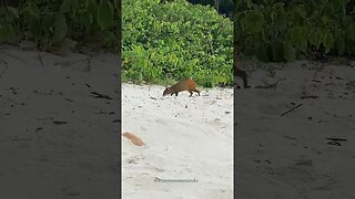 Um visitante na praia 😍 #animals #shorts
