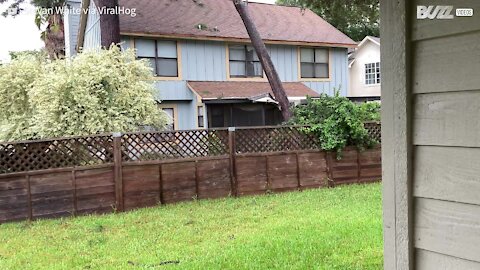 Tree falls on top of house during storm - 2