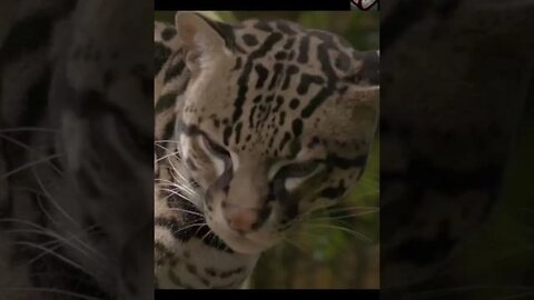 The Ocelot facts #shorts #amazingfacts #animals